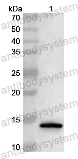 Валидация AntibodySystem PHB17301