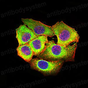 Валидация IF - AntibodySystem RHJ95103