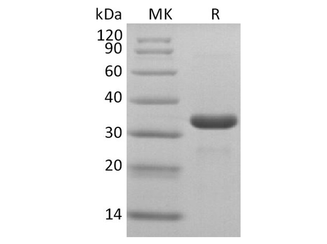 Валидация Elabscience PKSR030465(5775)