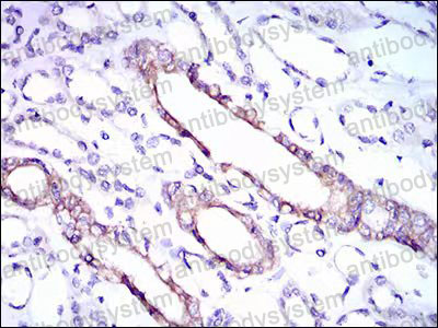 Валидация AntibodySystem RHF94601 (2743)