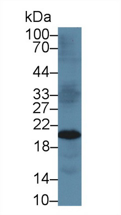 9751