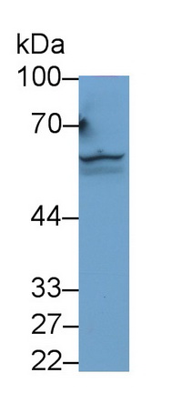 20959