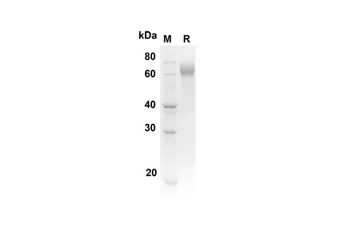 Валидация Elabscience PDMR100055(1189)