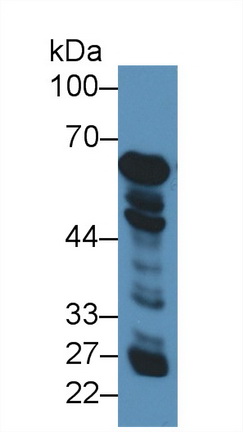 10453
