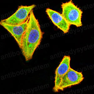 Валидация IF - AntibodySystem RHG15703