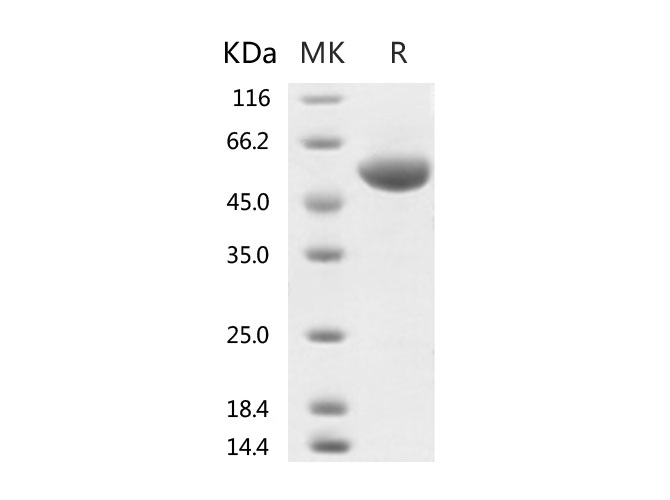 Валидация Elabscience PKSR030522(5838)
