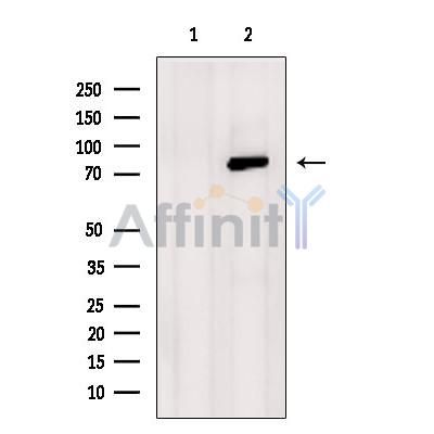 Валидация Affinity DF2962 - 13707
