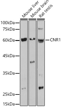 Валидация Elabscience E-AB-68313