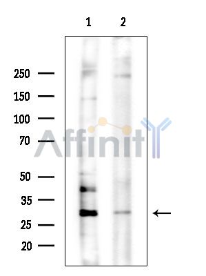 Валидация Affinity DF14205 - 10034