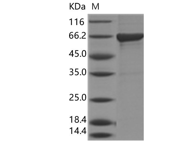 Валидация Elabscience PKSQ050003(5382)