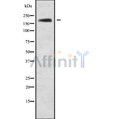 Валидация Affinity DF9243 - 21668