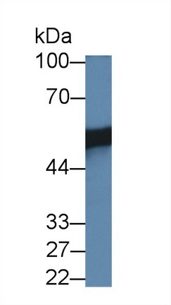 12171