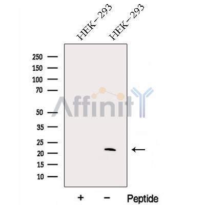 Валидация Affinity DF13044 - 7883