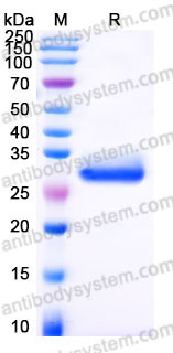 EHC86901, SDS-PAGE