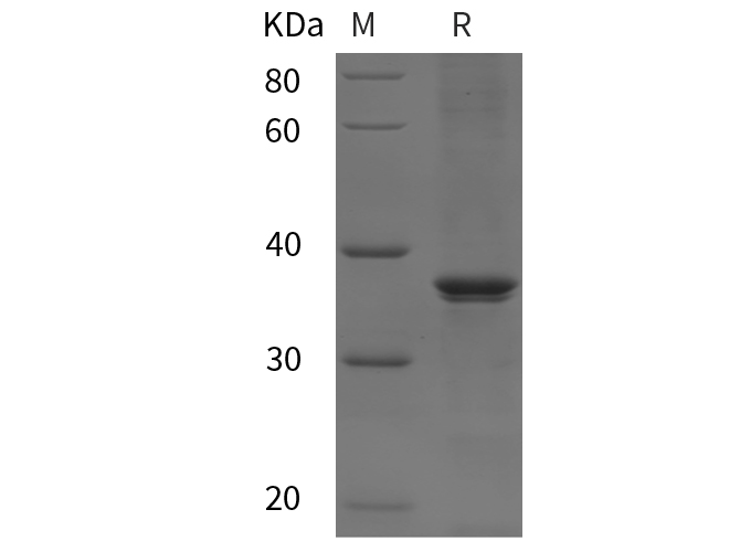 Валидация Elabscience PDEH101066(452)