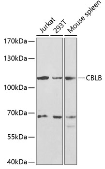 Валидация Elabscience E-AB-68339