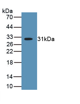 52666