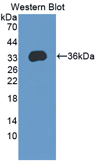 57472