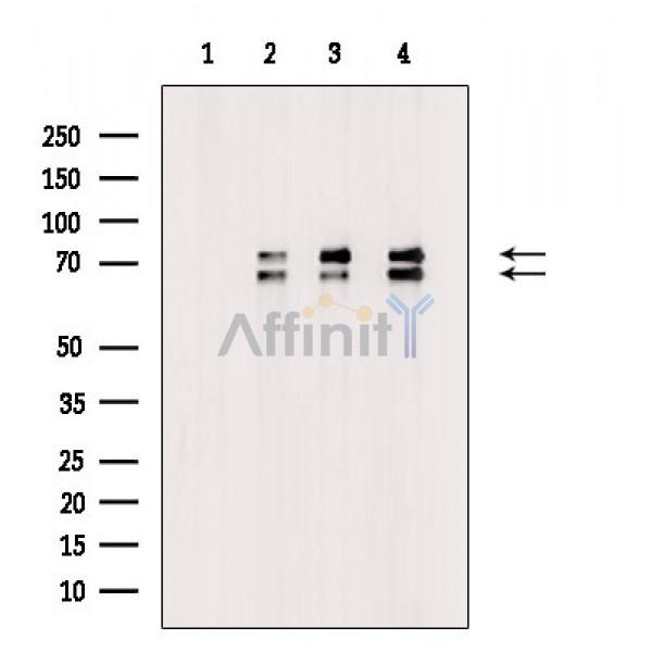 Валидация Affinity AF6752 - 3998