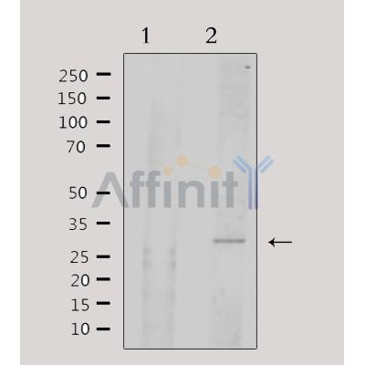 Валидация Affinity DF3109 - 13872