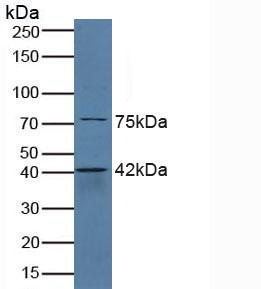 6524