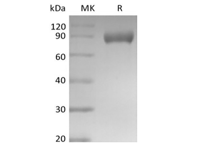Валидация Elabscience PKSM041446(5321)