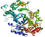 Myosin IG (MYO1G)