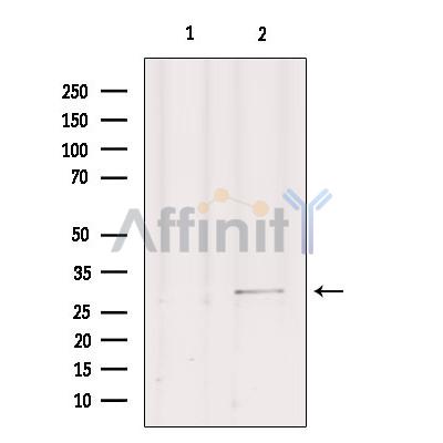 Валидация Affinity DF7177 - 18837