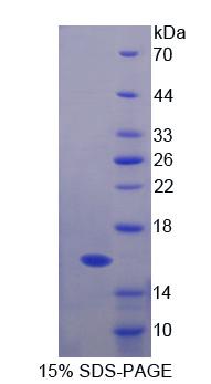 60207