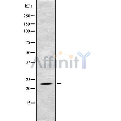 Валидация Affinity DF8819 - 20878
