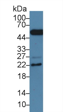 24858