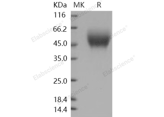 Валидация Elabscience PKSH031065(1859)