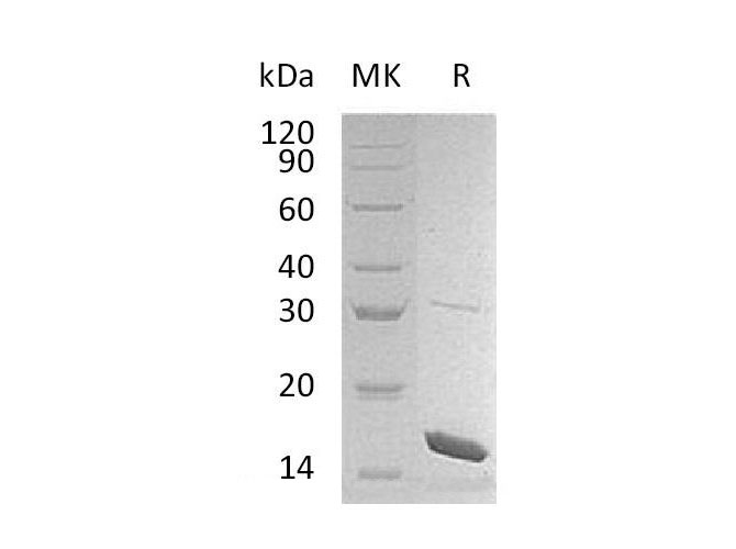 Валидация Elabscience PKSM041093(5012)