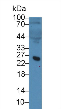 10096