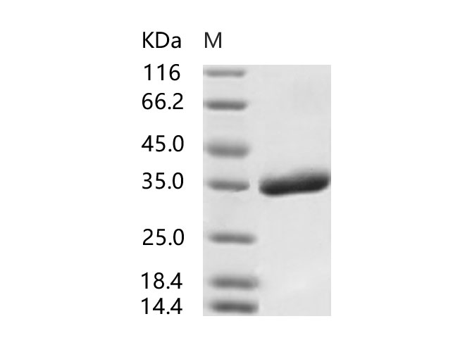 Валидация Elabscience PKSV030252(6019)