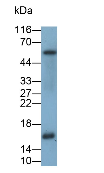 32061