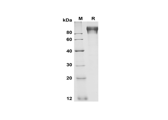 Валидация Elabscience PDMH100333(945)