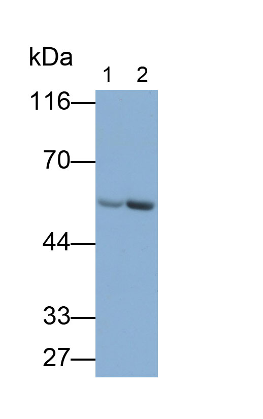 15268