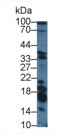 8544