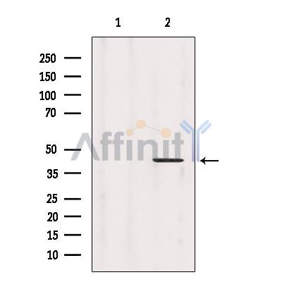 Валидация Affinity AF6240 - 3480