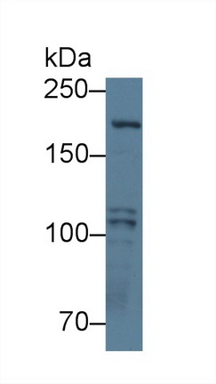 12719