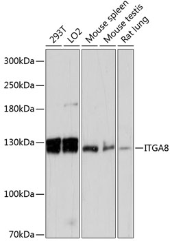 Валидация Elabscience E-AB-64432