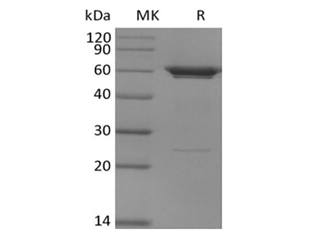 Валидация Elabscience PKSH033971(4202)