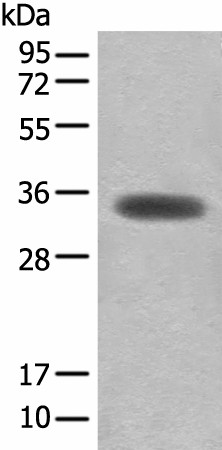 Валидация Elabscience E-AB-52584
