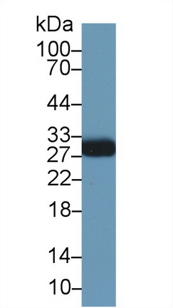 13754