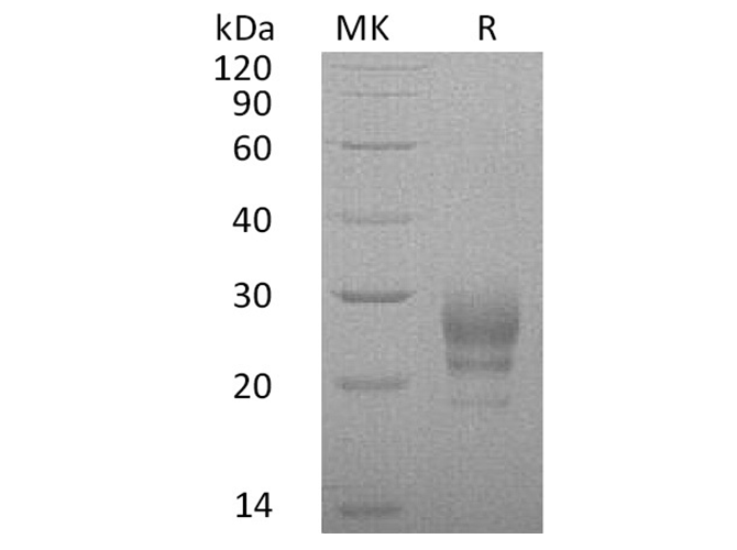 Валидация Elabscience PKSH032654(3089)