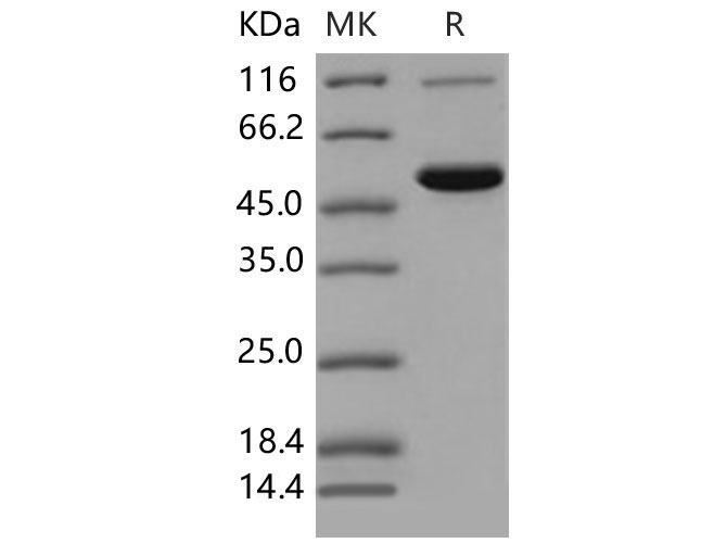 Валидация Elabscience PKSM040639(4624)