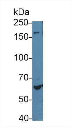 12698
