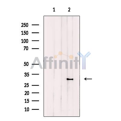 Валидация Affinity DF12260 - 6586