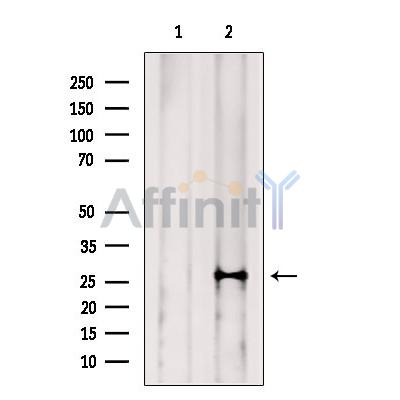 Валидация Affinity DF13526 - 8939